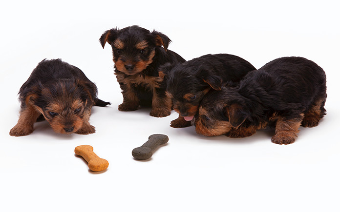 Puppies Image04