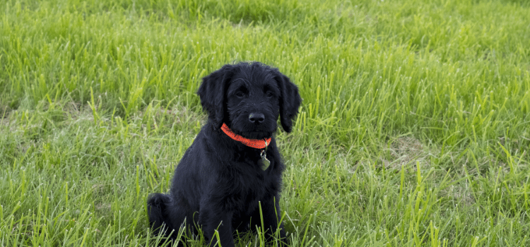 Black Labradoodle