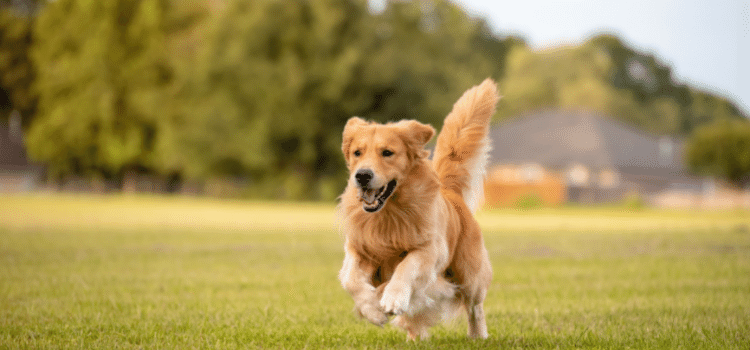 Golden Retriever