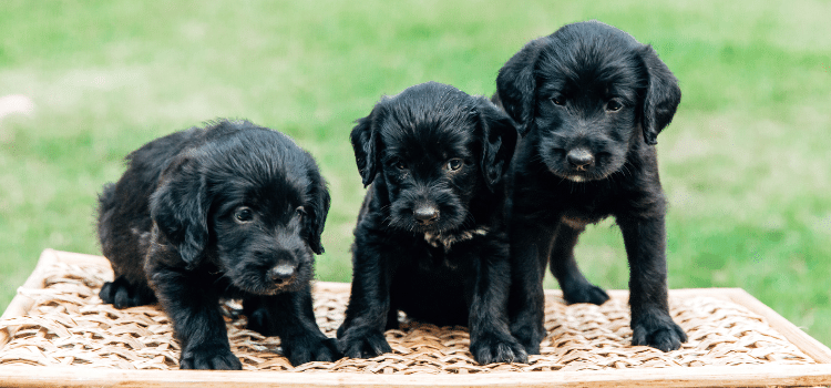 Black Labradoodle Puppy