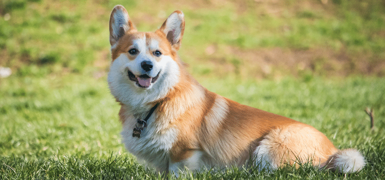 Corgi