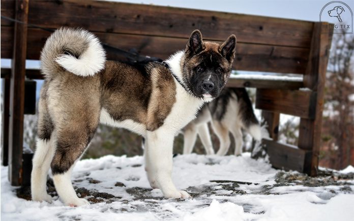 Akita Husky Mix Huskita