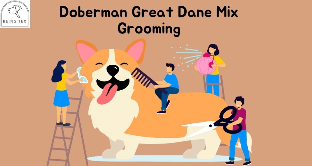 great dane dober dane mix grooming