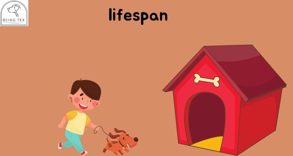 Lifespan of dog