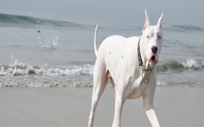 Great Dane Pitbull Mix