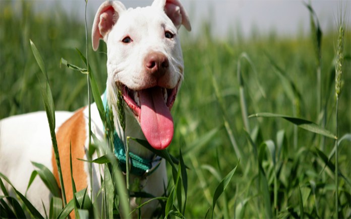 Great Dane Pitbull Mix