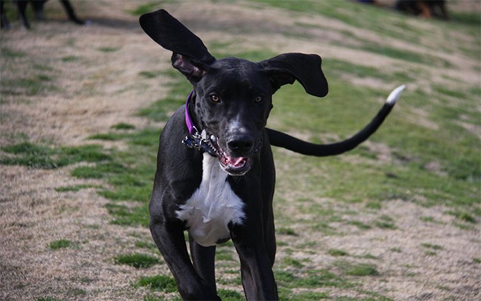 Miniature Great Dane