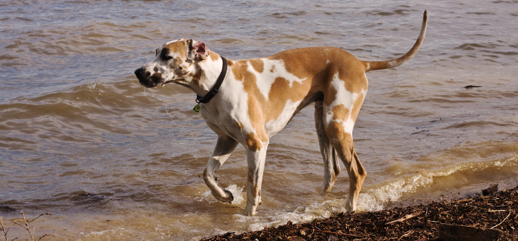 Fawnequin Great Dane