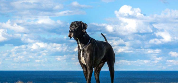 Great Dane Life Span