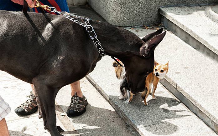 Great Dane chihuahua mix dog