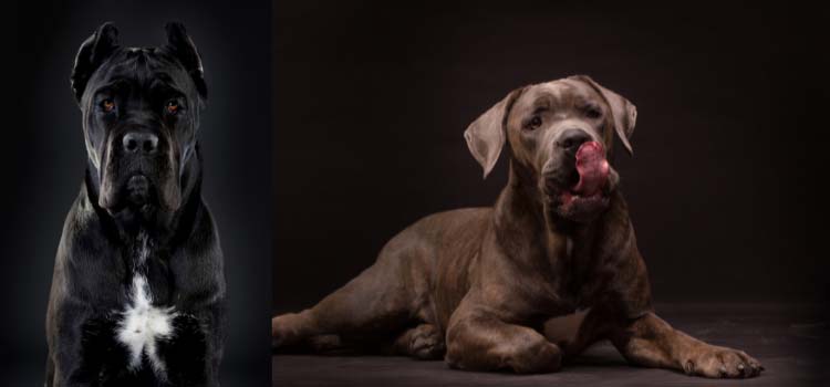 cane corso great dane mix