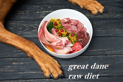 great dane raw diet