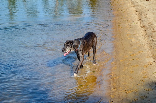 Can Great Danes Swim