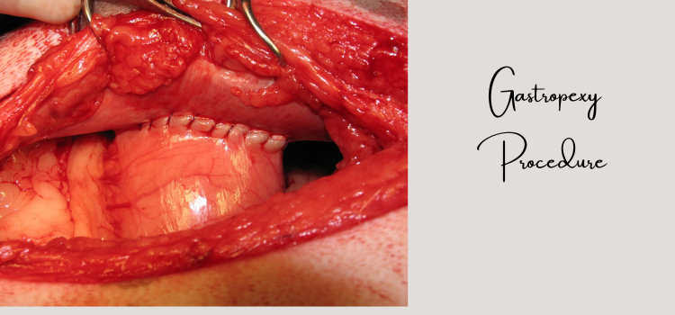 Dr performing Gastropexy surgery on dog