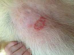 red bump on dog skin caused by food allergy