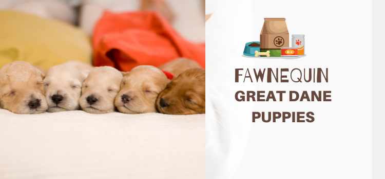 puppies sleeping with a text written Fawnequin great dane Puppies