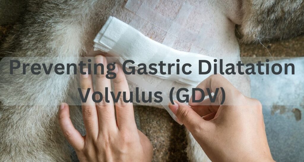 Pros and cons of gastropexy Preventing GDV