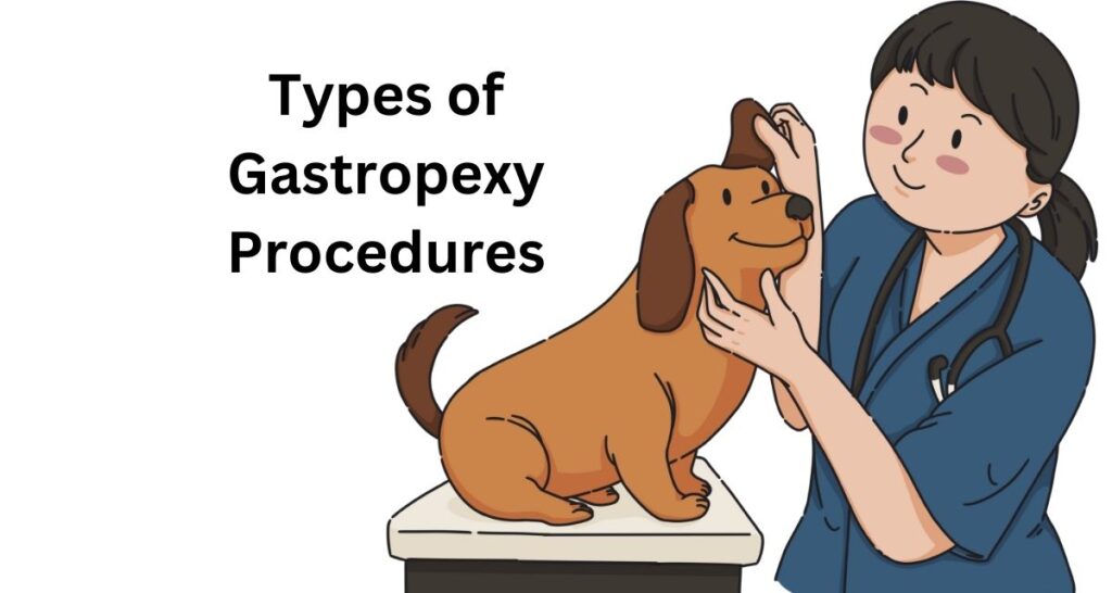 Girl doctor with a dog and a text Types of Gastropexy procedures