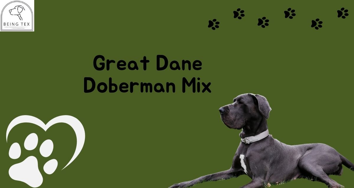 Great Dane Doberman Mix