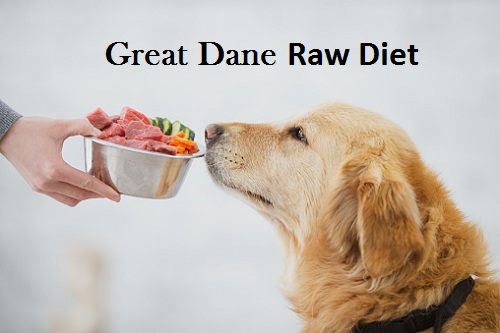 great dane raw diet