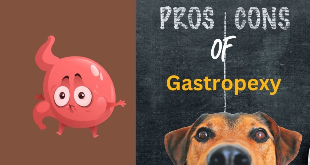Exploring the Pros and Cons of Gastropexy in Dogs Being Tex