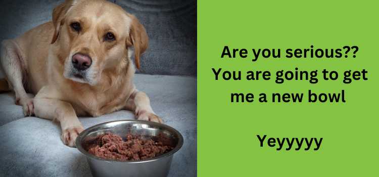 Dog with a feeding bowl with a text written "Are you serious?? you are going to get me a new bowl